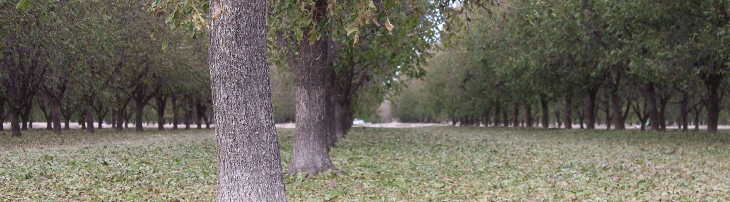 trees in Roswell, NM