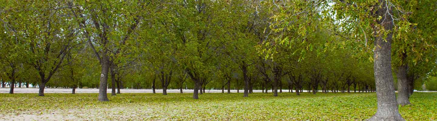 trees in Roswell, NM